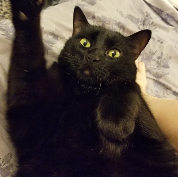 Meet your Posher, Robin - Picture 4 of 6